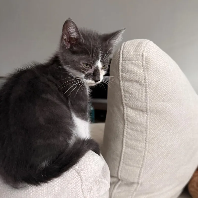 A baby small-sized male Gray / Blue / Silver Domestic Short Hair cat named Gulper for adoption in Kyle, TX