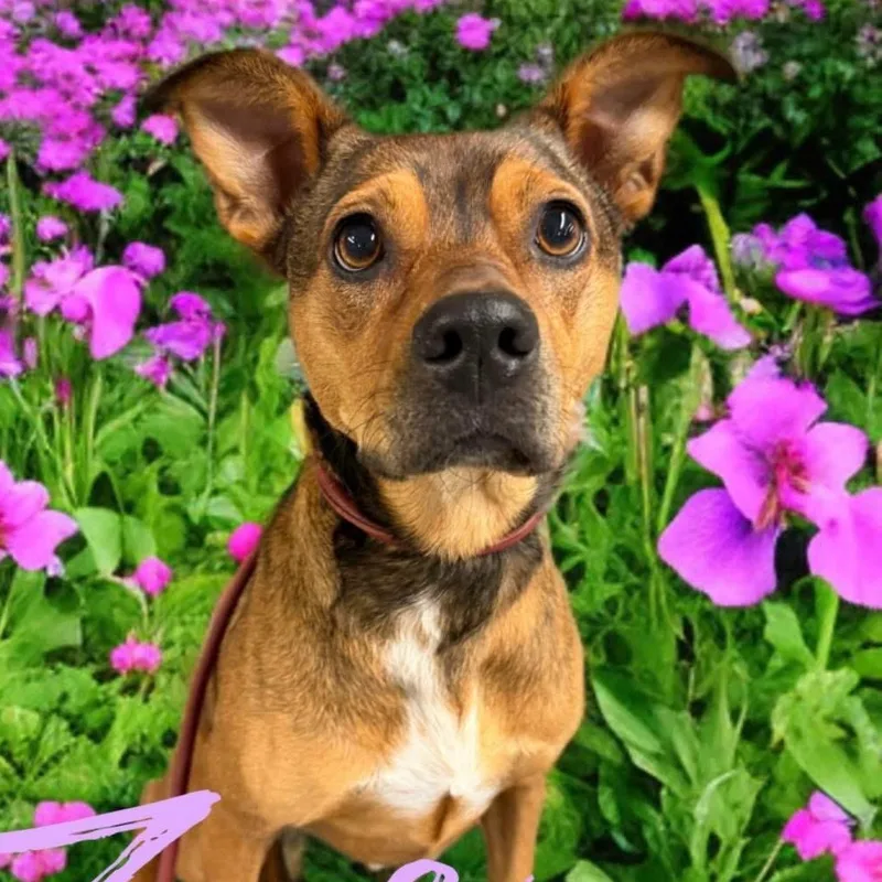 An adult medium-sized female Coonhound dog named Coco for adoption in Corsicana, TX