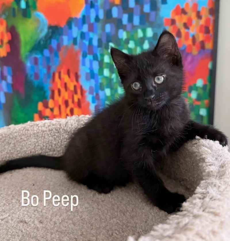 A baby medium-sized female Black Domestic Medium Hair cat named Bo Peep for adoption in Asbury Park, NJ