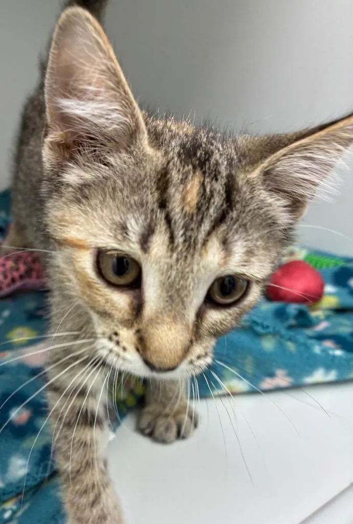 A baby small-sized female Domestic Short Hair cat named Salsa for adoption in Hartsville, SC