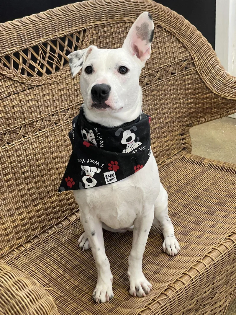 Chaka Louisiana photo 1