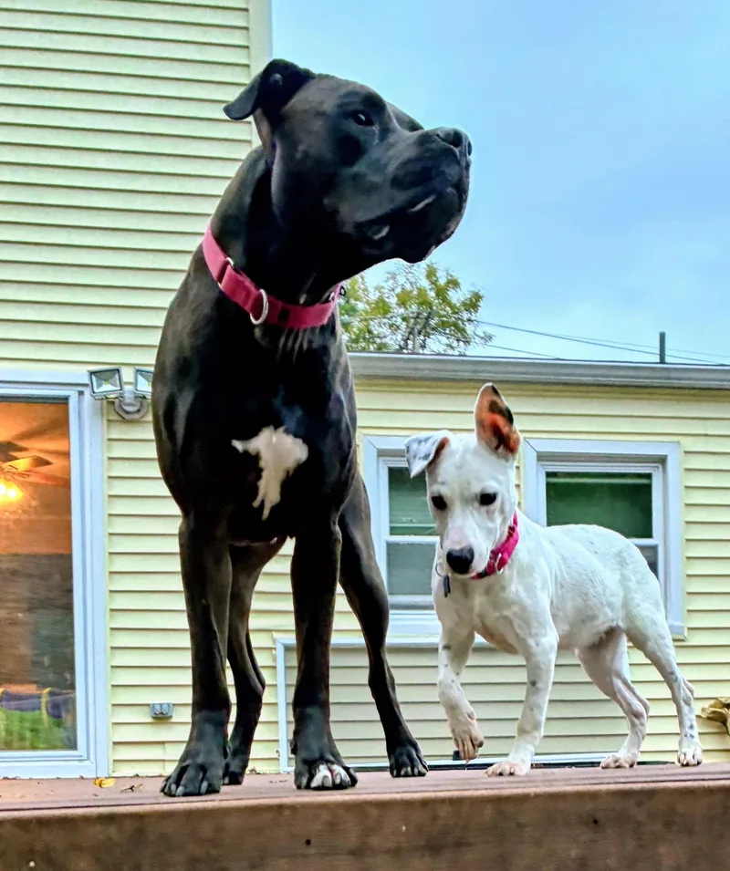 Chaka Louisiana thumbnail 3