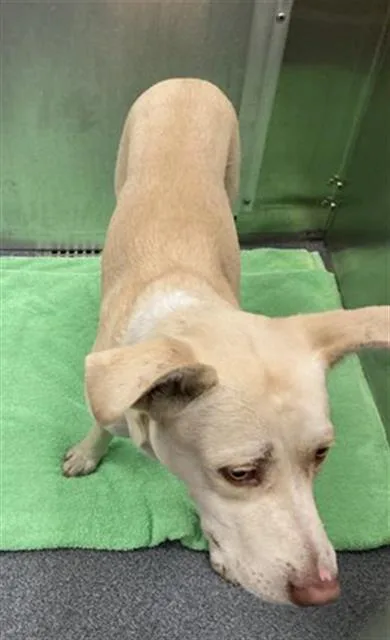 A young medium-sized male Mixed Breed dog named Lenny for adoption in Dallas, TX