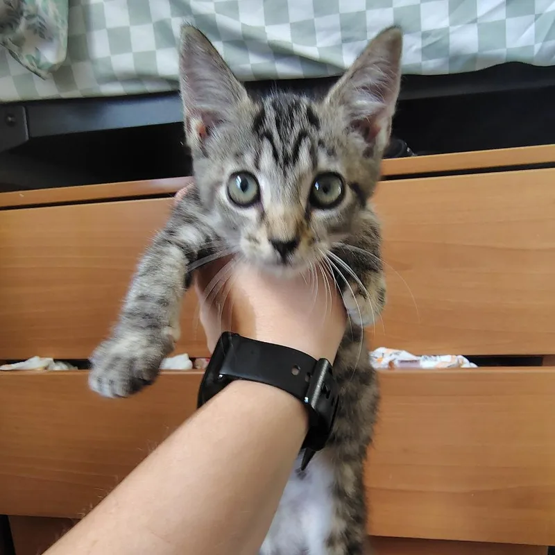A baby small-sized female Brown / Chocolate American Shorthair cat named Courtesy Listing Hazel for adoption in Tuscaloosa, AL