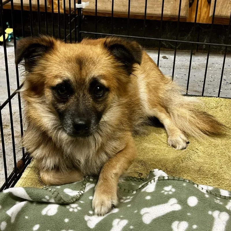 A young small-sized male Yellow / Tan / Blond / Fawn Pomeranian dog named D Nemo for adoption in Franklin, PA
