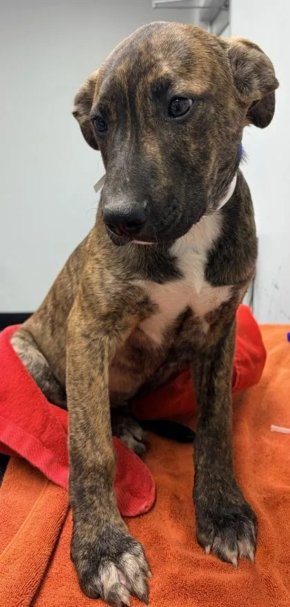 A baby medium-sized male Mixed Breed dog named Brownie FKA Dog for adoption in West Chester, PA