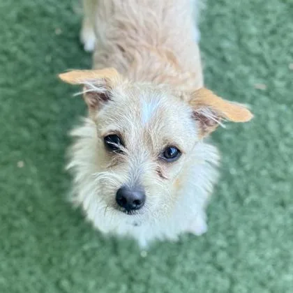 A baby small-sized male Apricot / Beige Chihuahua dog named Rocky for adoption in Sacramento, CA