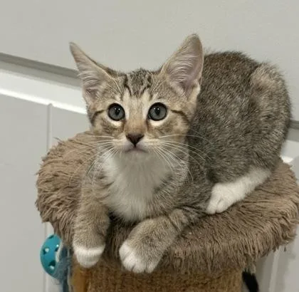 A baby small-sized male Domestic Short Hair cat named Frosty $ for adoption in Seneca, SC