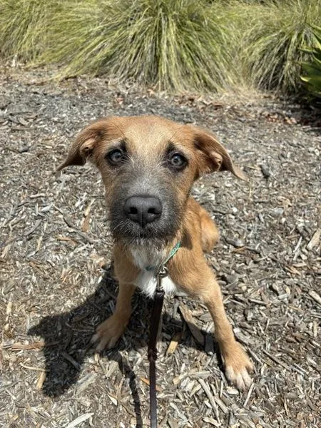 A young medium-sized male Terrier dog named George for adoption in El Cajon, CA