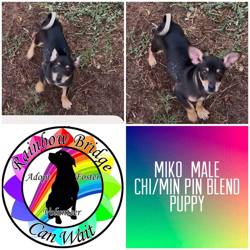 A baby small-sized male Chihuahua dog named Miko for adoption in Carnegie, OK