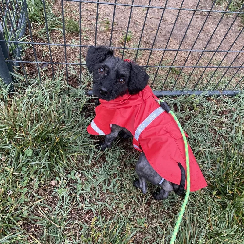 An adult small-sized male Black Mixed Breed dog named Sardine for adoption in Fredericksburg, VA