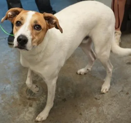 An adult large-sized male Labrador Retriever dog named Draco for adoption in Bowling Green, KY