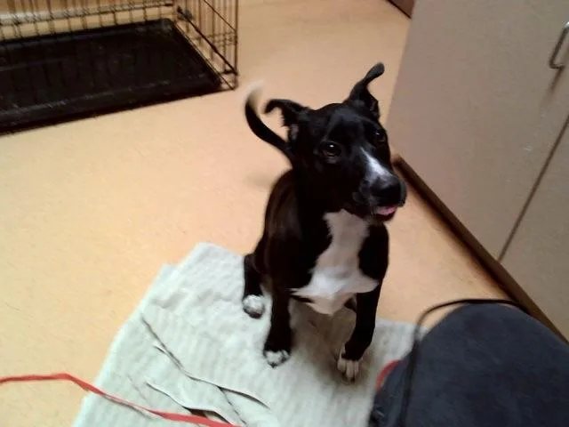 A baby small-sized female Pit Bull Terrier dog named Sangre for adoption in Martinez, CA