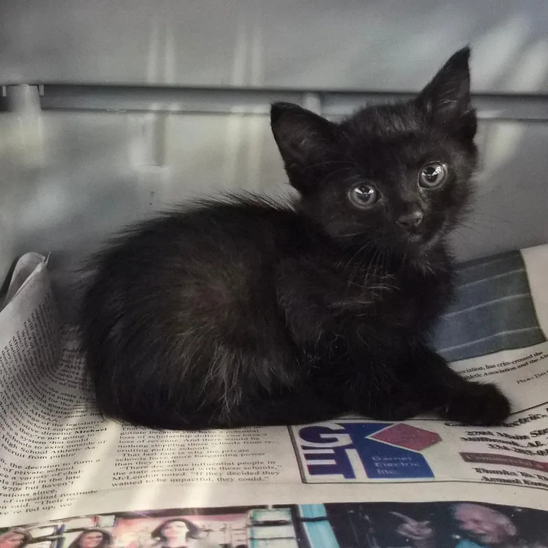 A baby small-sized female Black Domestic Short Hair cat named Midnight for adoption in Montgomery, AL