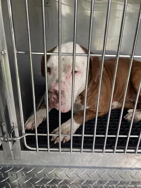 An adult medium-sized male Mixed Breed dog named Eeyore for adoption in Dallas, TX