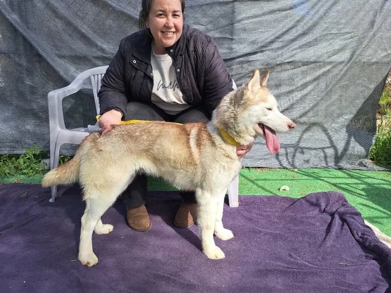 An adult large-sized female Red / Chestnut / Orange Siberian Husky dog named Barbie for adoption in Valencia, CA