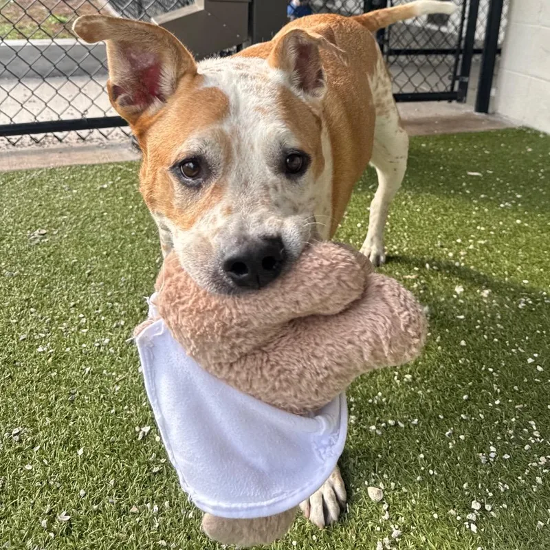 A senior large-sized male Mixed Breed dog named Cooper for adoption in Englewood, FL