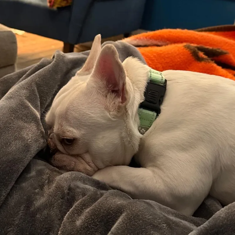 Snow Bunny thumbnail 2