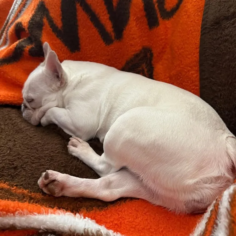 Snow Bunny thumbnail 3