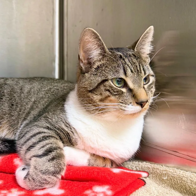 A young large-sized male White Domestic Short Hair cat named Mish for adoption in Harrisonburg, VA