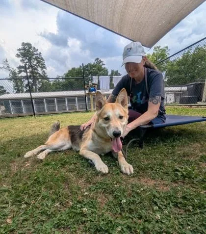 An adult large-sized female Mixed Breed dog named League for adoption in Chamblee, GA