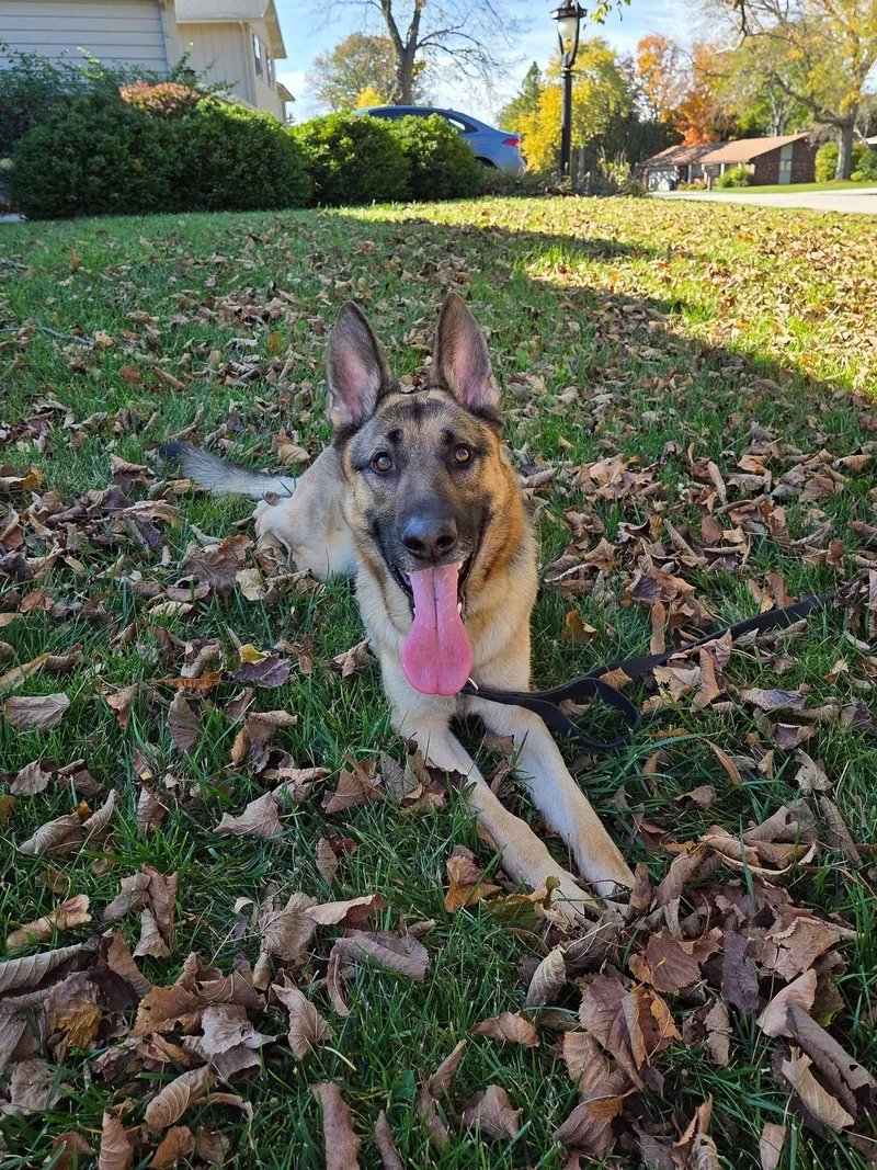 An adult large-sized male German Shepherd Dog dog named Asherton for adoption in Racine, WI