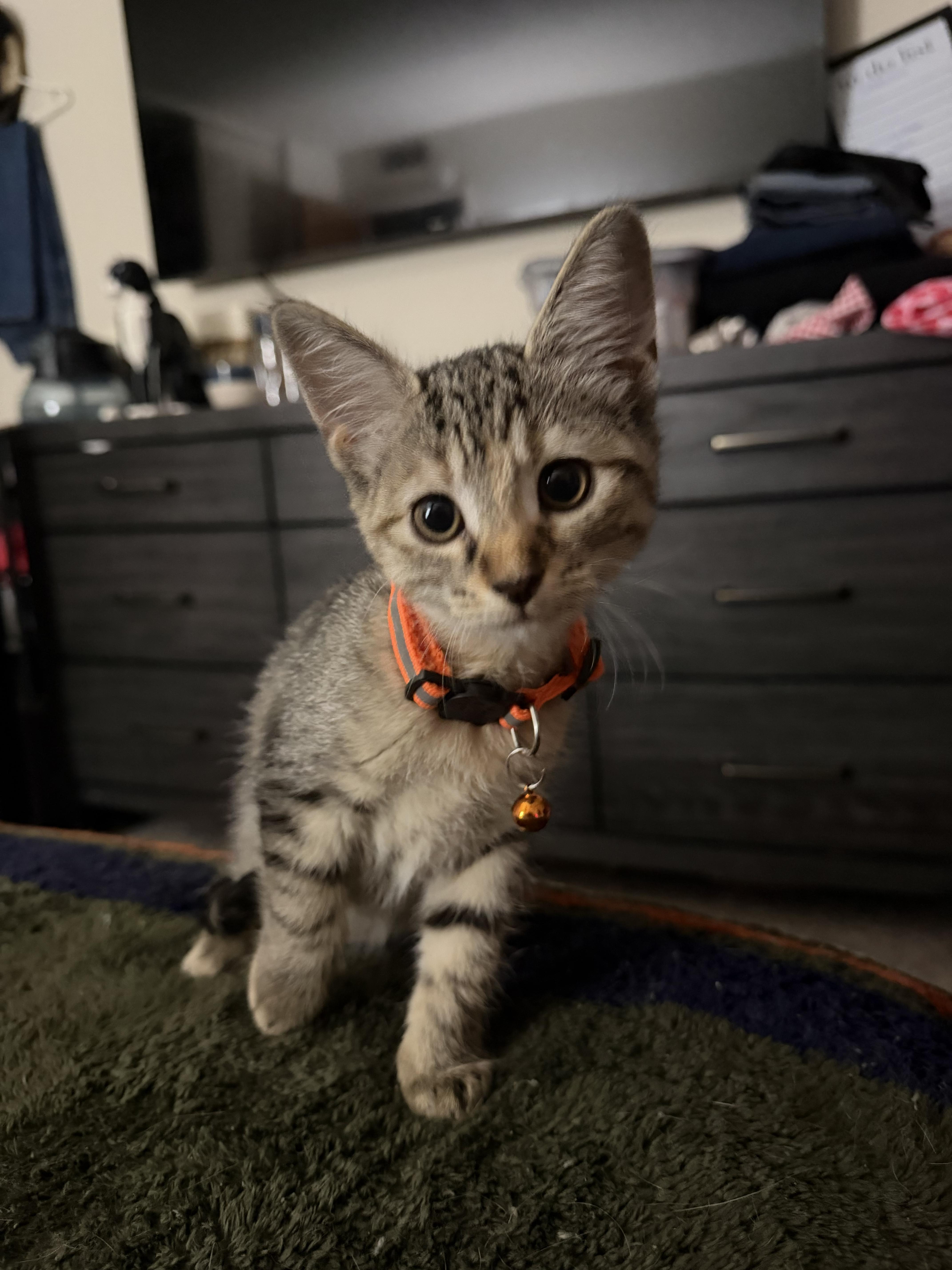 A baby small-sized female Domestic Short Hair cat named Rabbit ๐ฐ for adoption in Rio Linda, CA