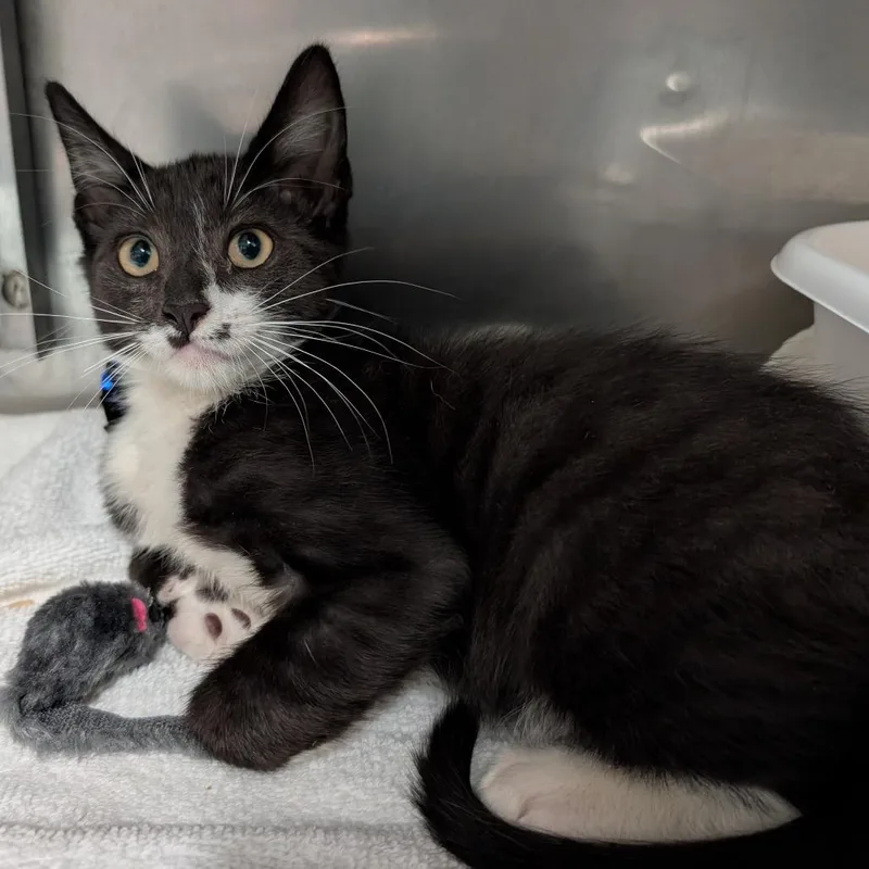 A baby small-sized male Black Domestic Short Hair cat named Gimli for adoption in Titusville, FL