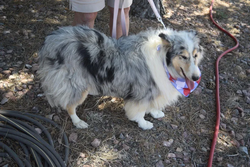An adult medium-sized female Collie dog named Laina for adoption in Pueblo West, CO