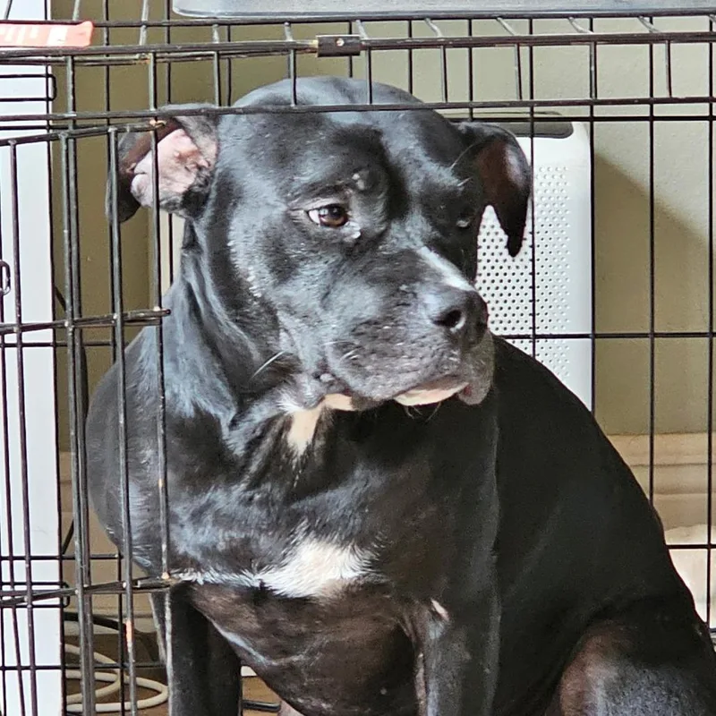 A young medium-sized female Black Mixed Breed dog named Yeti for adoption in QUINCY, FL