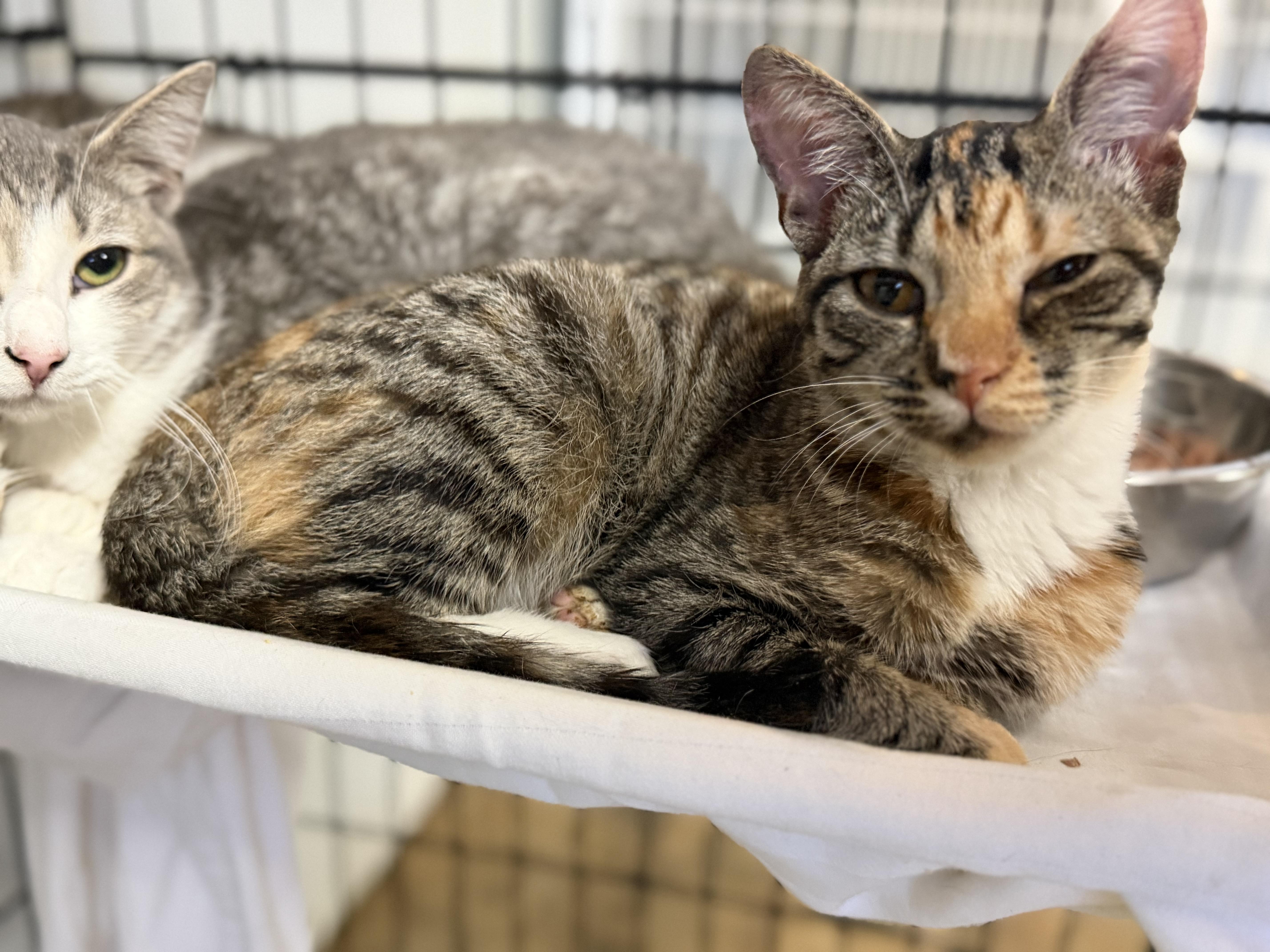 A baby medium-sized female Tabby cat named Everything Nice for adoption in Columbia, SC