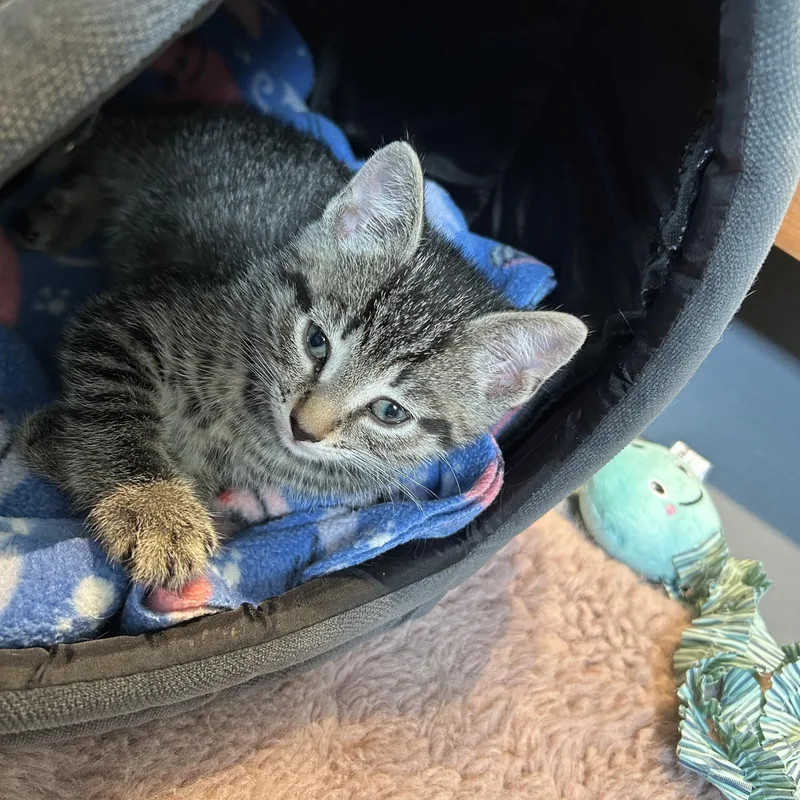 A baby medium-sized female Tabby (Brown / Chocolate) Domestic Short Hair cat named Dusky for adoption in Brockport, NY
