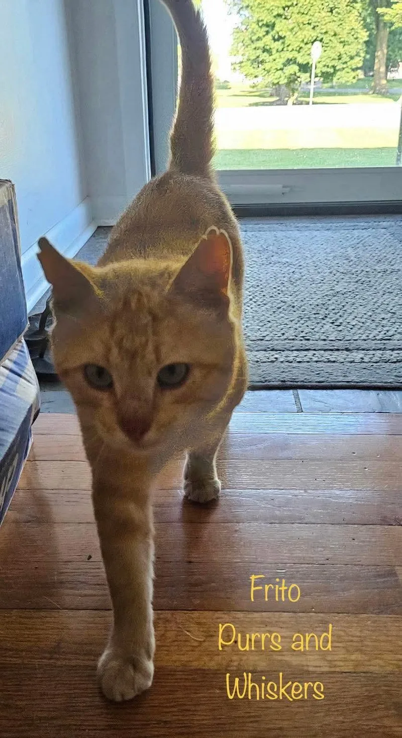 A young medium-sized male Orange / Red Domestic Short Hair cat named Frito for adoption in New Hartford, NY