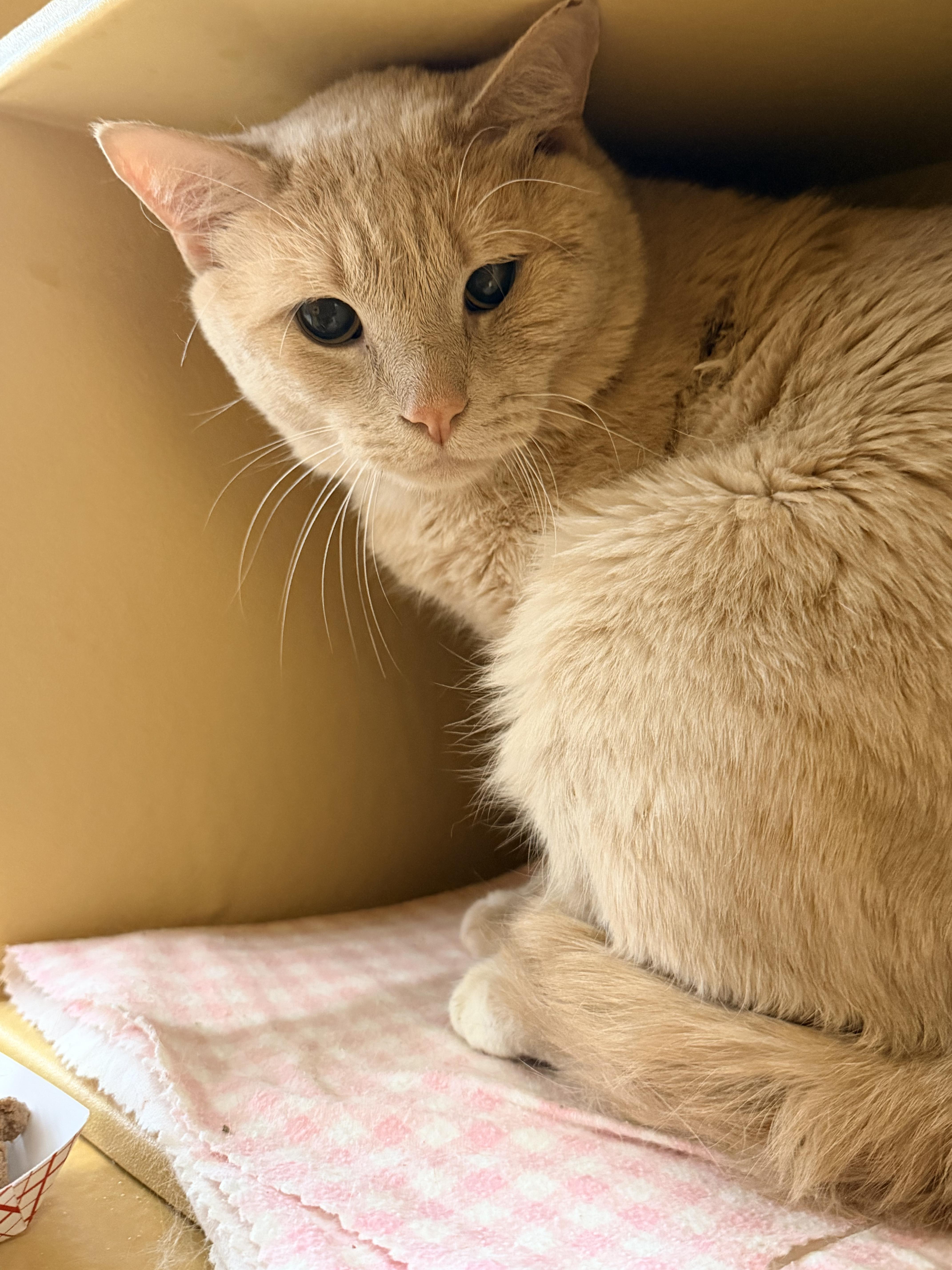 A young medium-sized male Buff / Tan / Fawn Domestic Short Hair cat named Bosco for adoption in Worcester, MA