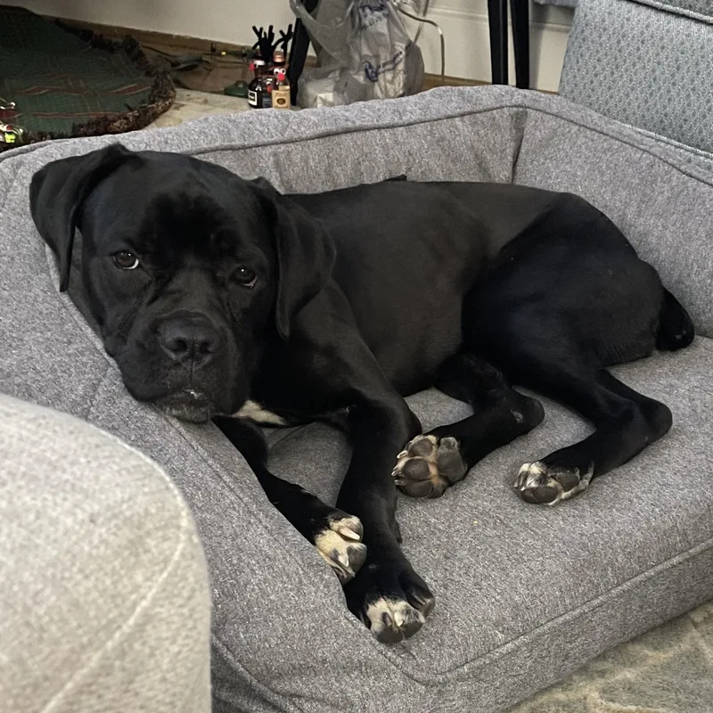 Tele Belle thumbnail 2