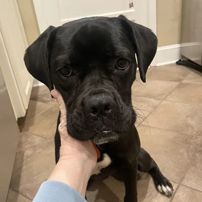 Tele Belle thumbnail 3