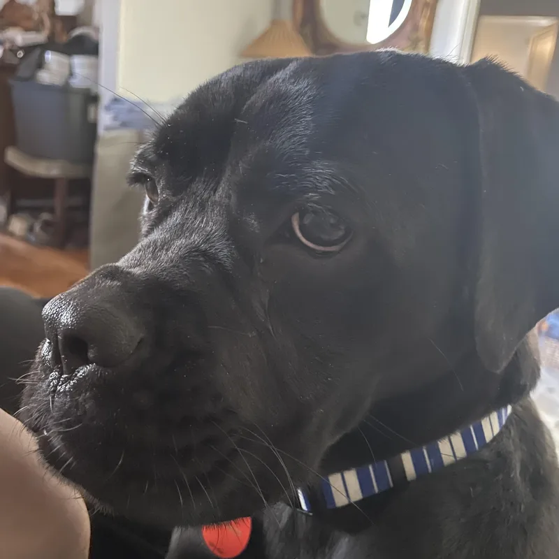 Tele Belle thumbnail 4