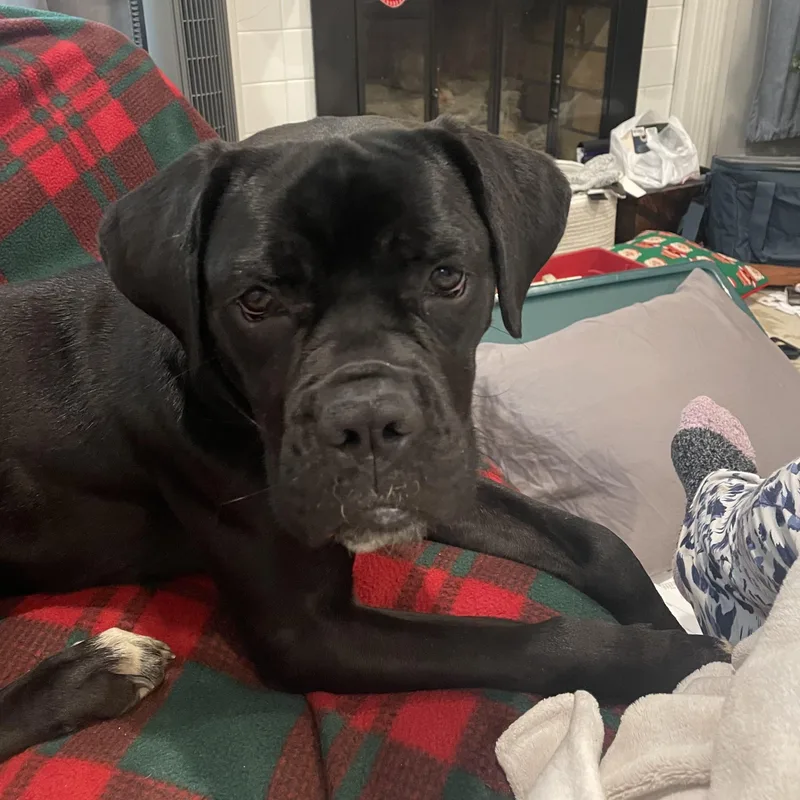 Tele Belle thumbnail 5