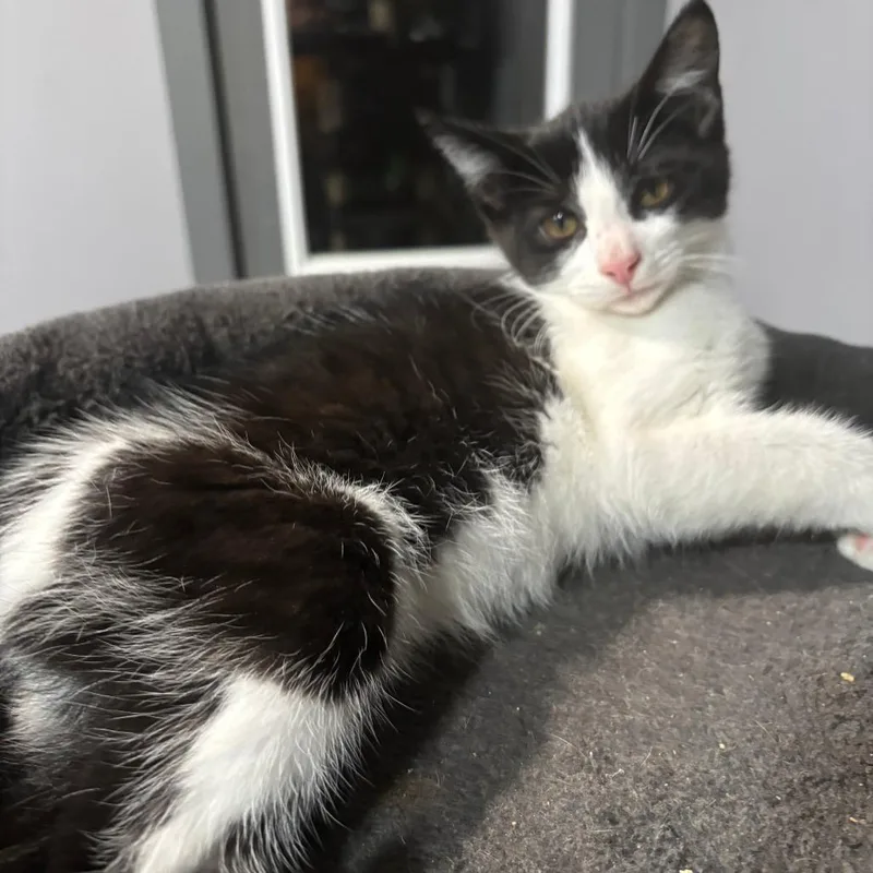 A baby small-sized male Black Domestic Short Hair cat named Kole for adoption in Shelbyville, IN