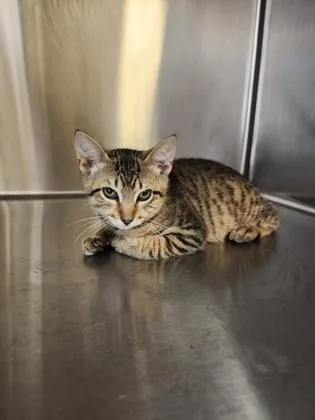 A baby small-sized male Domestic Short Hair cat named Jones for adoption in Independence, MO