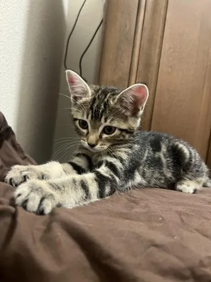 A baby small-sized female Domestic Short Hair cat named Julie for adoption in Largo, FL