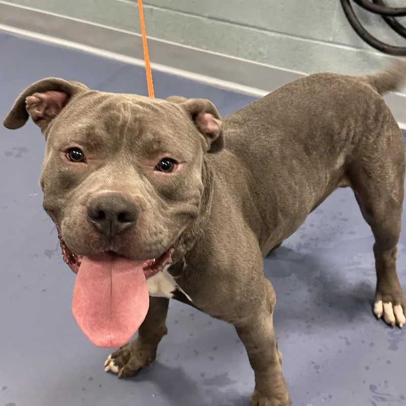 An adult large-sized male Gray / Blue / Silver Pit Bull Terrier dog named Smokey for adoption in Greensboro, NC