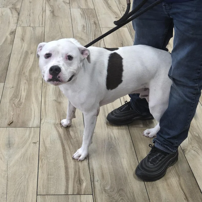 A baby small-sized male White / Cream Pit Bull Terrier dog named King for adoption in Newark, NJ