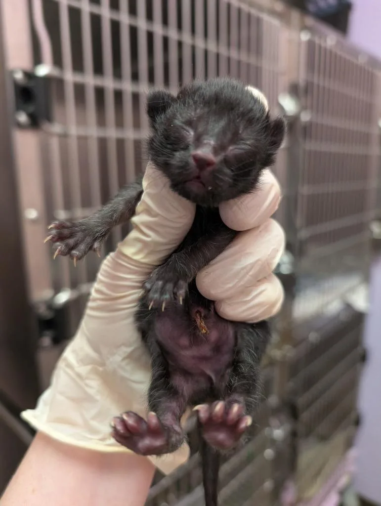 A baby small-sized female American Shorthair cat named Mini for adoption in New Braunfels, TX
