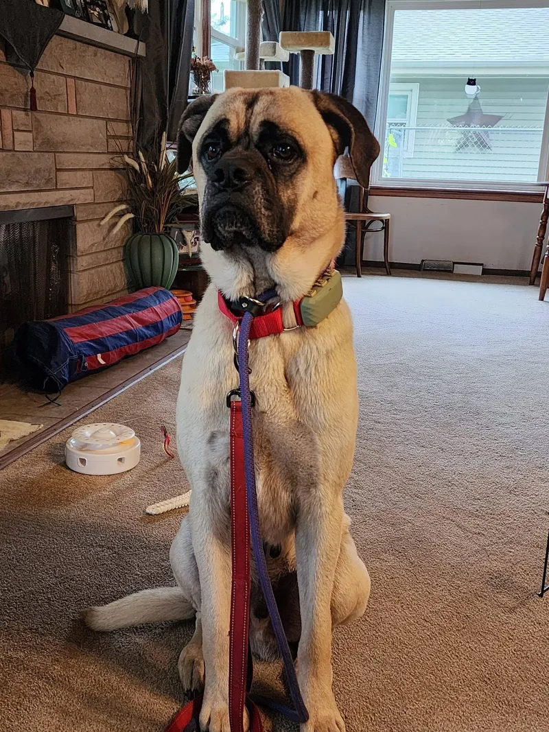 An adult large-sized male Mastiff dog named Caesar for adoption in Westville, IN