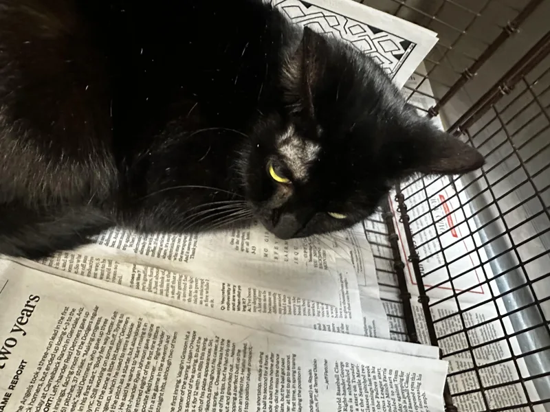 A young large-sized female Domestic Short Hair cat named Lilith for adoption in Los Angeles, CA