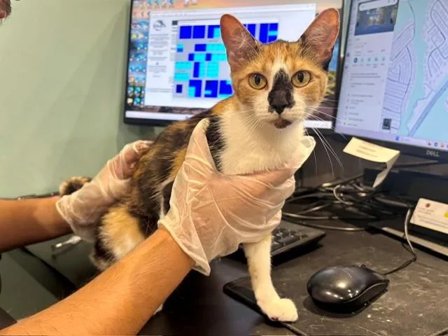 A young small-sized female Domestic Short Hair cat named Ube for adoption in Garland, TX