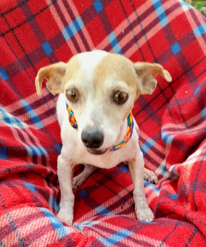 An adult small-sized female White / Cream Chihuahua dog named Liliana ORThw for adoption in Missouri City, TX