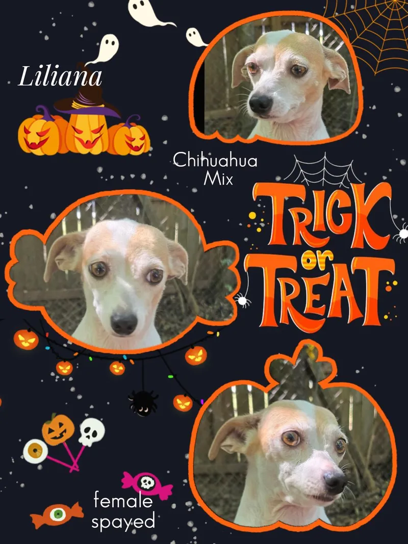 Liliana ORThw thumbnail 4
