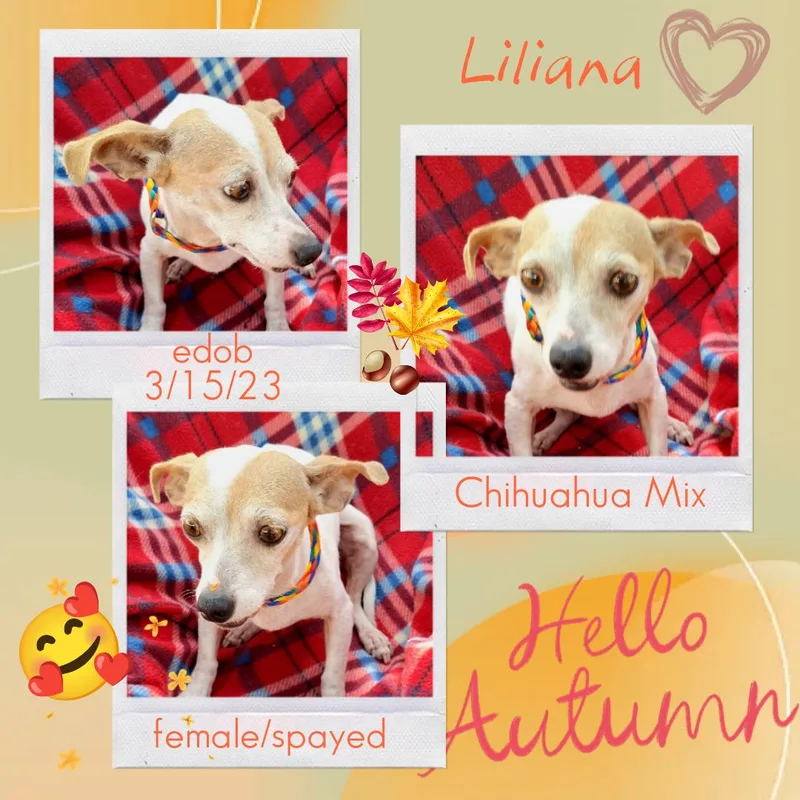 Liliana ORThw thumbnail 5